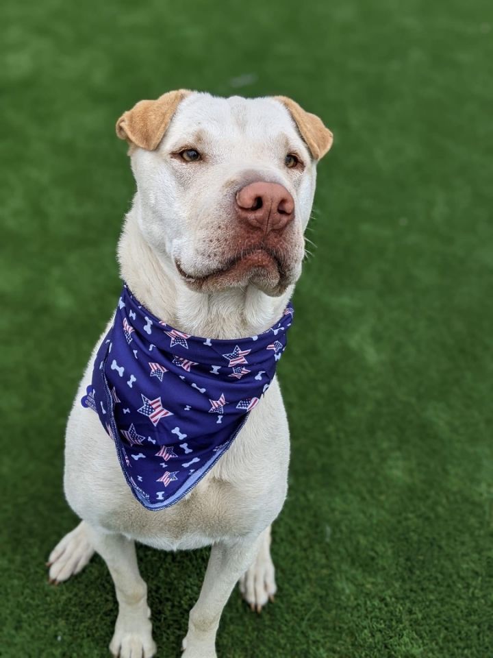 Wagner, an adoptable Shar-Pei Mix in Charlotte, NC_image-2