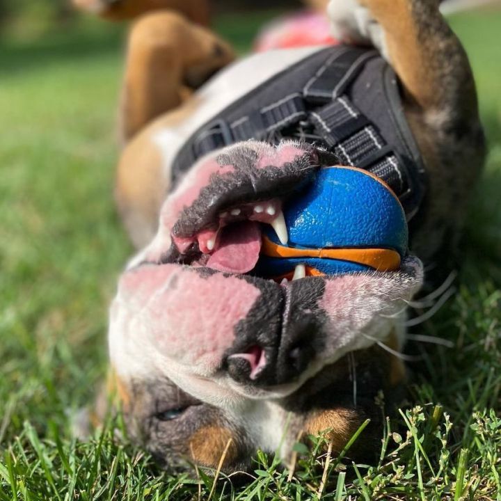 Enzo, an adoptable English Bulldog in Park Ridge, IL_image-5