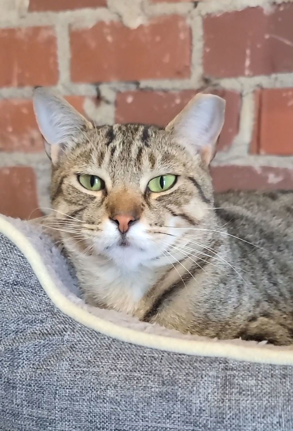 Dean, an adoptable Tabby in Locust Grove, GA, 30248 | Photo Image 1