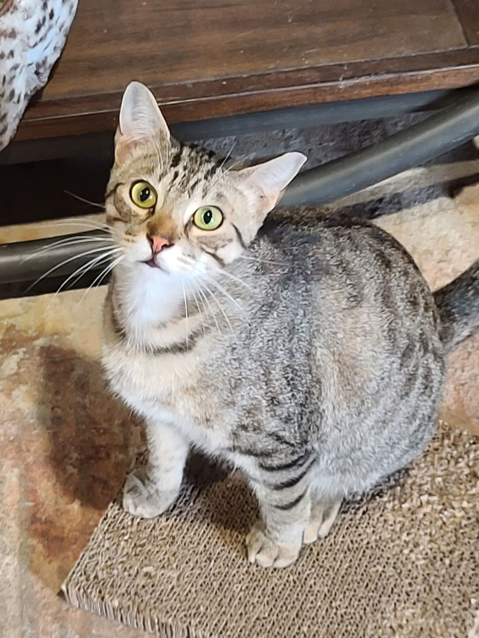 Dean, an adoptable Tabby in Locust Grove, GA, 30248 | Photo Image 2