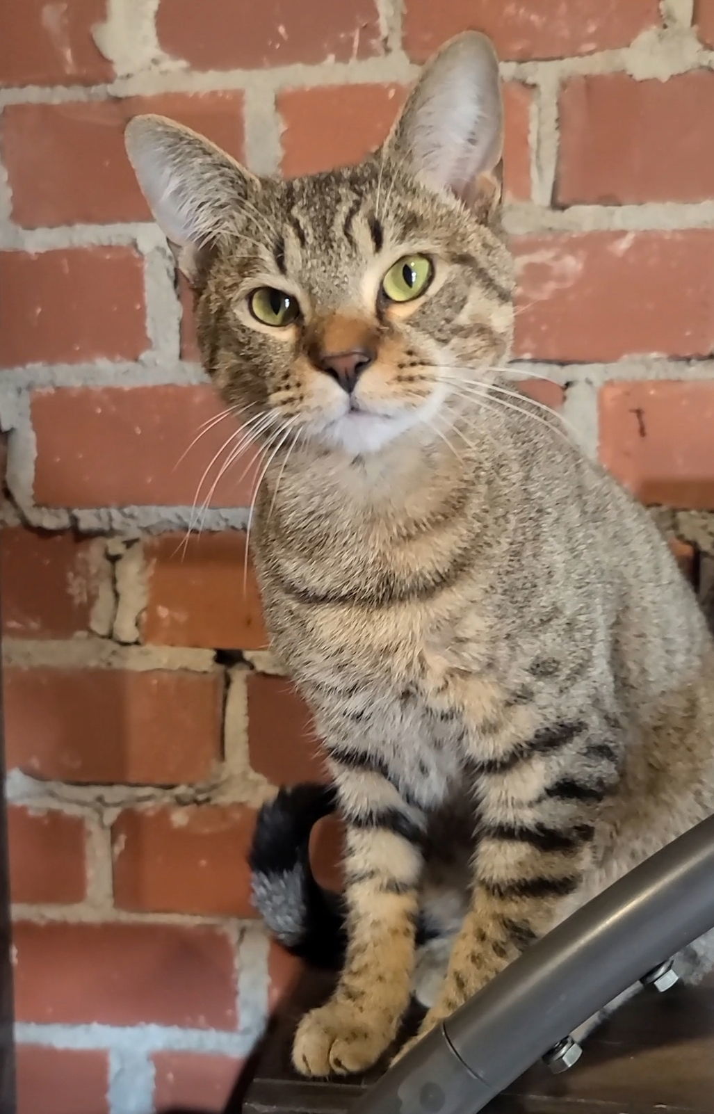 Sammy, an adoptable Tabby in Locust Grove, GA, 30248 | Photo Image 1