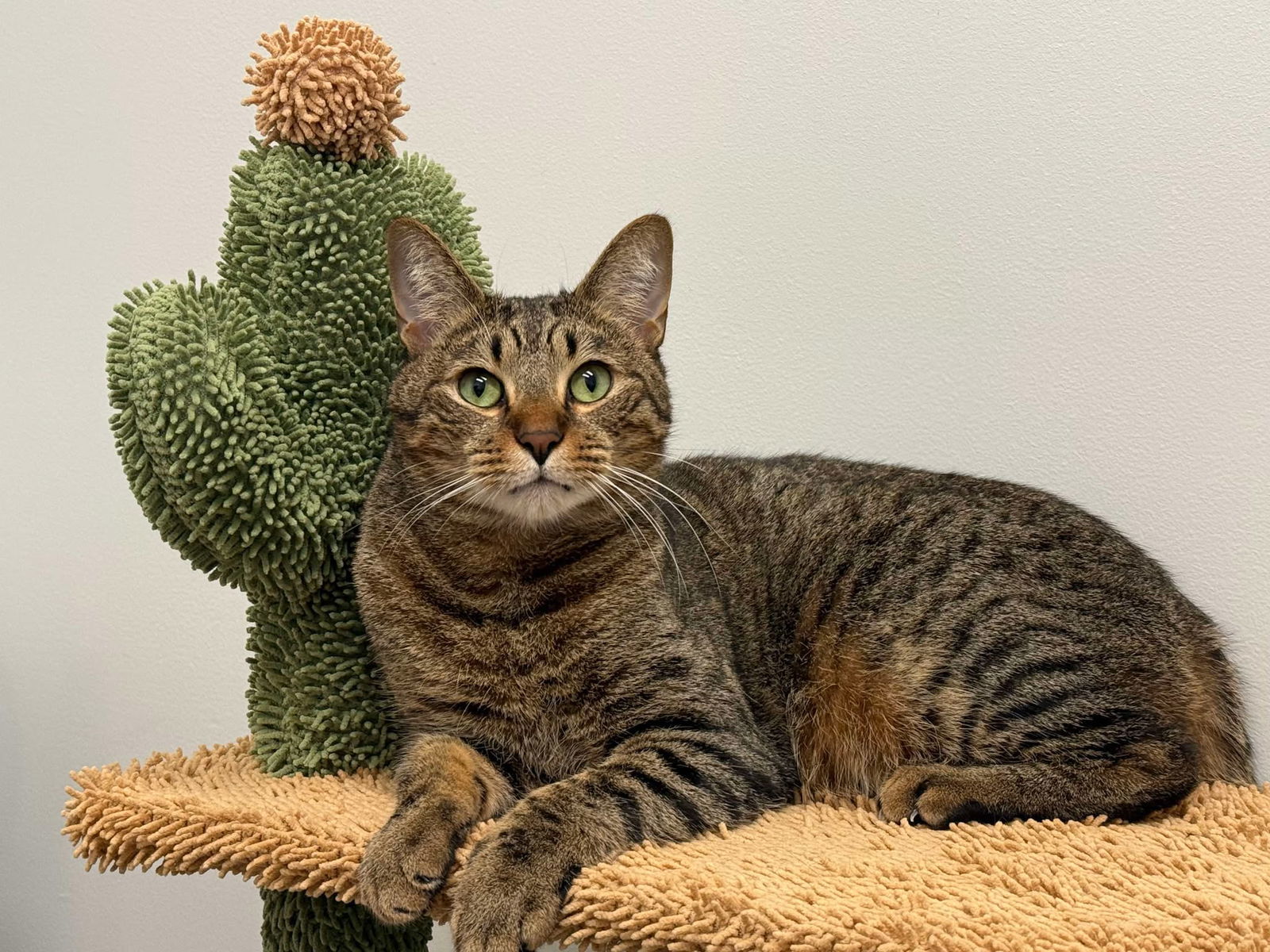 Sammy, an adoptable Tabby in Locust Grove, GA, 30248 | Photo Image 1