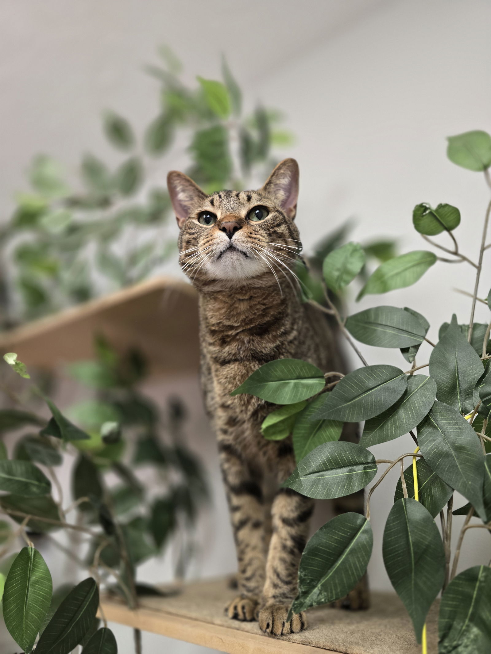 Sammy, an adoptable Tabby in Locust Grove, GA, 30248 | Photo Image 1