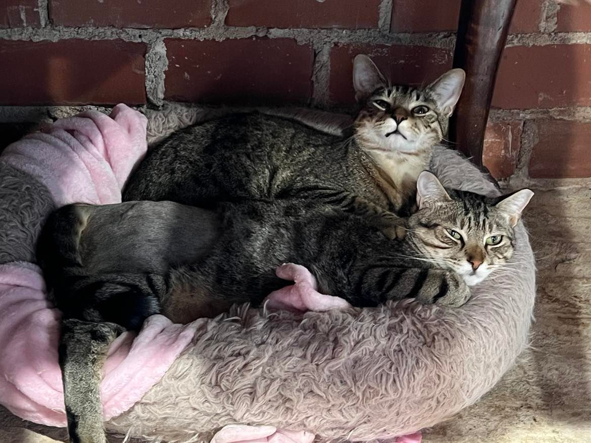 Sammy, an adoptable Tabby in Locust Grove, GA, 30248 | Photo Image 3