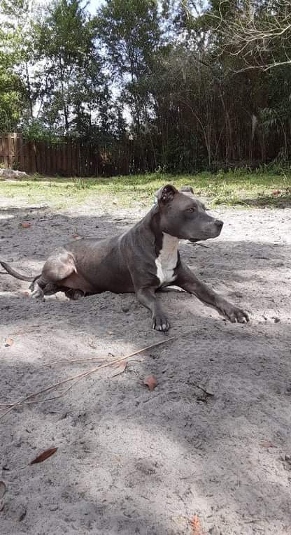 Macy, an adoptable American Staffordshire Terrier in Saint Augustine, FL_image-3