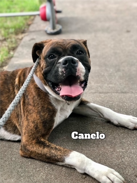 Canelo