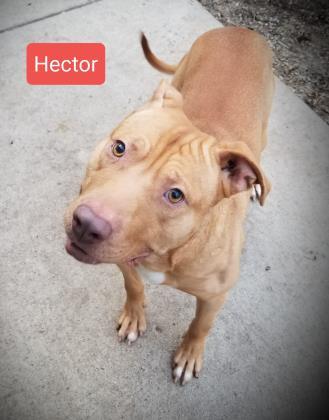 Hector