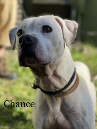 Chance, an adoptable American Bulldog Mix in Cumberland, MD_image-1