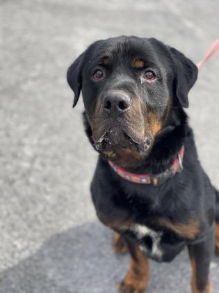 Kojack, an adoptable Rottweiler Mix in Cumberland, MD_image-1