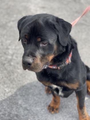 Kojack, an adoptable Rottweiler Mix in Cumberland, MD_image-3