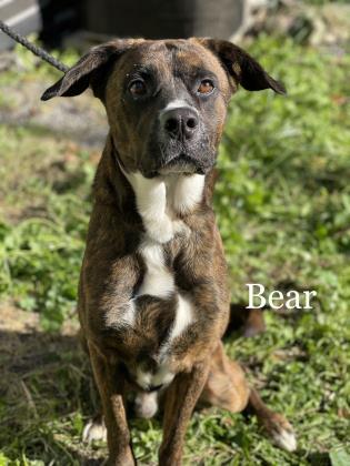 Bear, an adoptable Retriever Mix in Cumberland, MD_image-1