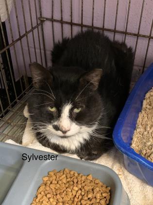 Sylvester, an adoptable Domestic Short Hair in Cumberland, MD_image-1