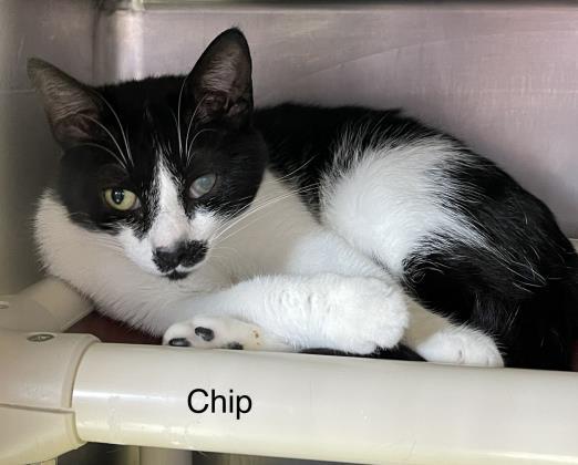 Chip, an adoptable Domestic Short Hair in Cumberland, MD_image-2