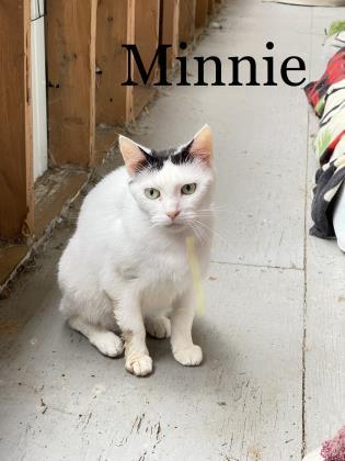 Minnie, an adoptable Domestic Short Hair in Cumberland, MD_image-2