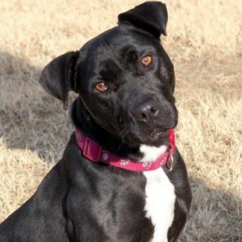 Sadie, an adoptable Pit Bull Terrier in Wichita, KS, 67278 | Photo Image 1