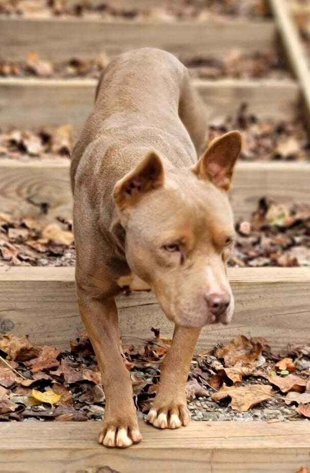 Cinder, an adoptable Pit Bull Terrier in Landrum, SC, 29356 | Photo Image 2