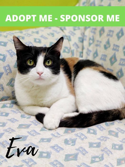 Calico cat for sales adoption near me