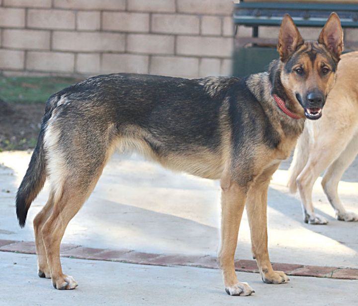 Boo von Berlin , an adopted German Shepherd Dog in Los Angeles, CA_image-1