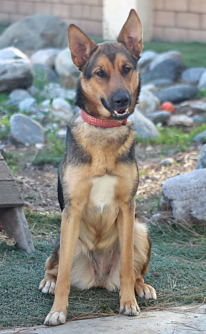Boo von Berlin , an adopted German Shepherd Dog in Los Angeles, CA_image-4