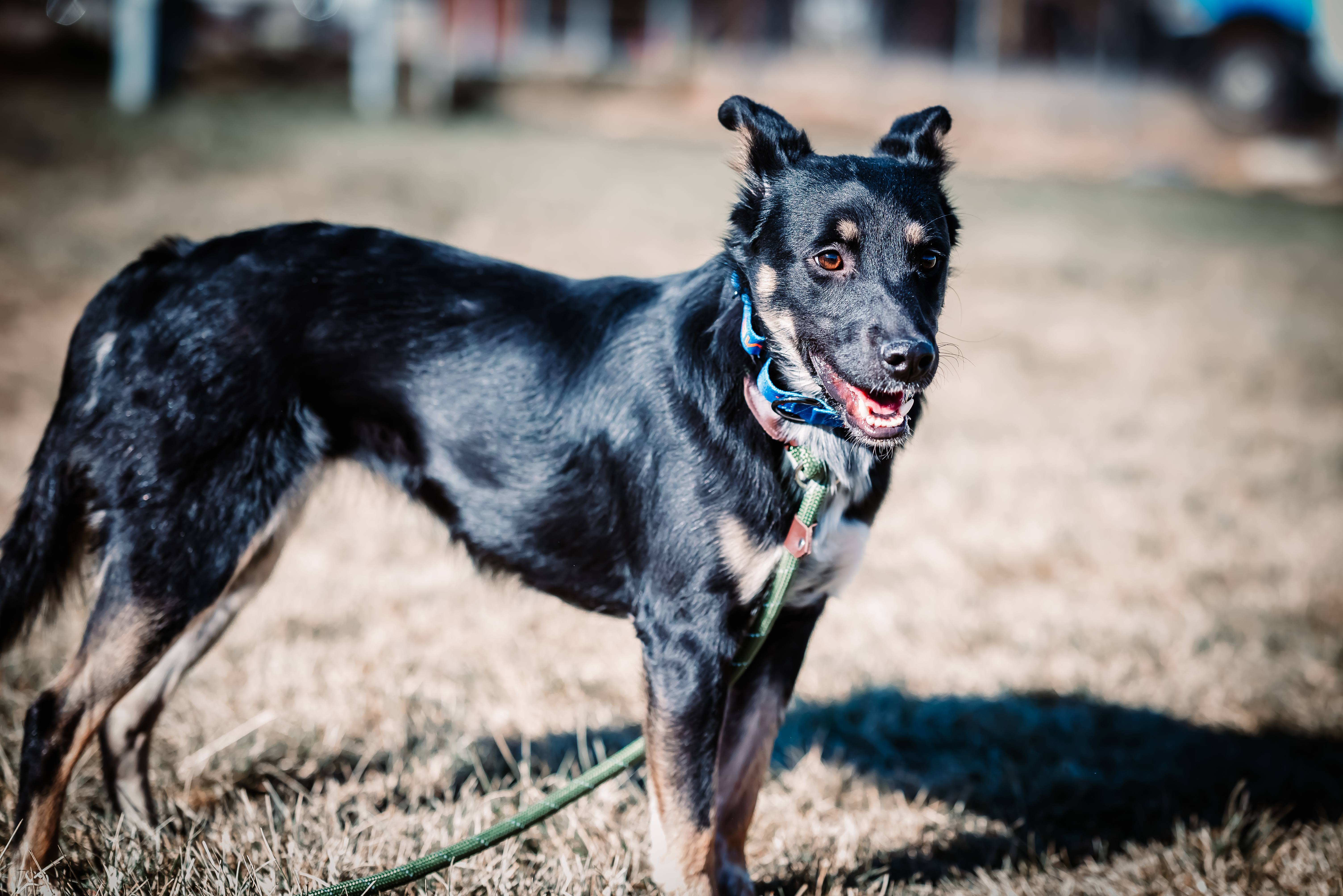 Margot (bonded with mom Bailey)