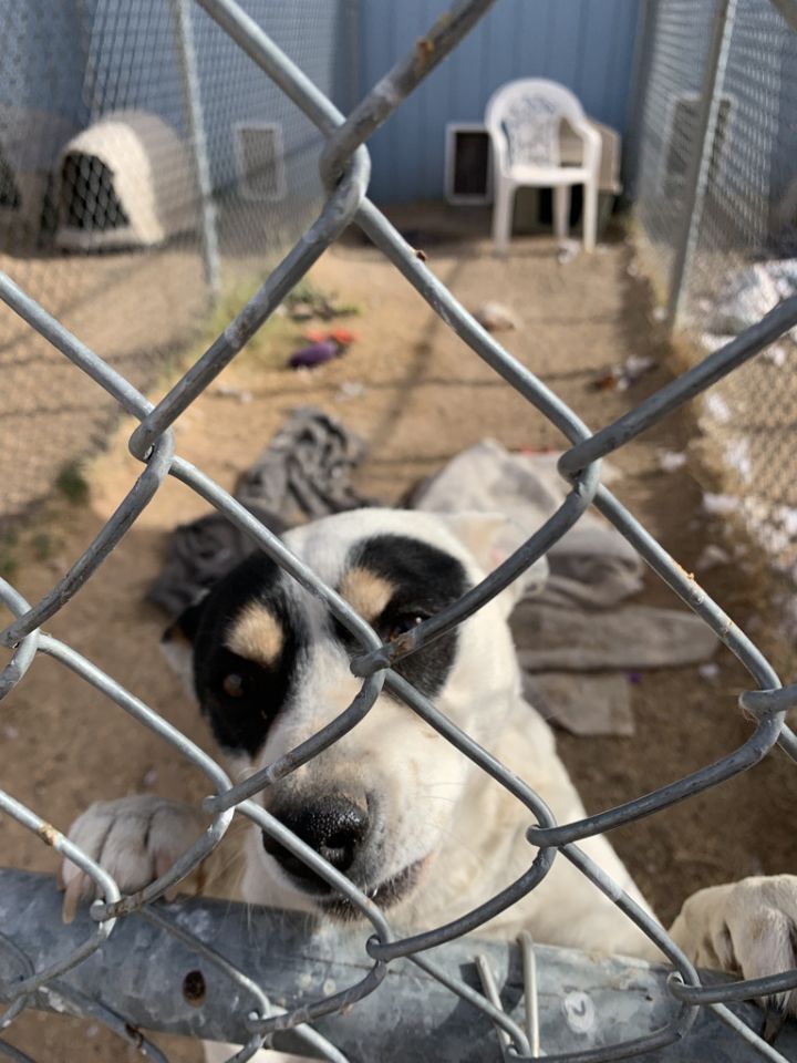 Gabriella , an adoptable Rat Terrier in Lubbock, TX_image-3