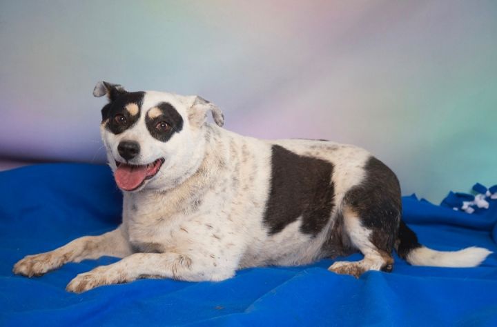 Gabriella , an adoptable Rat Terrier in Lubbock, TX_image-1