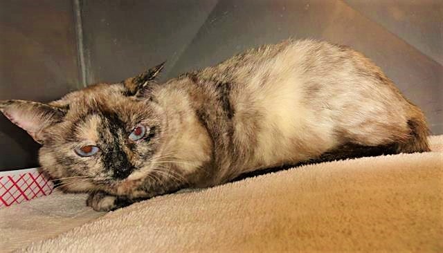 BONNIE, an adoptable Siamese in Fort Lauderdale, FL, 33312 | Photo Image 1