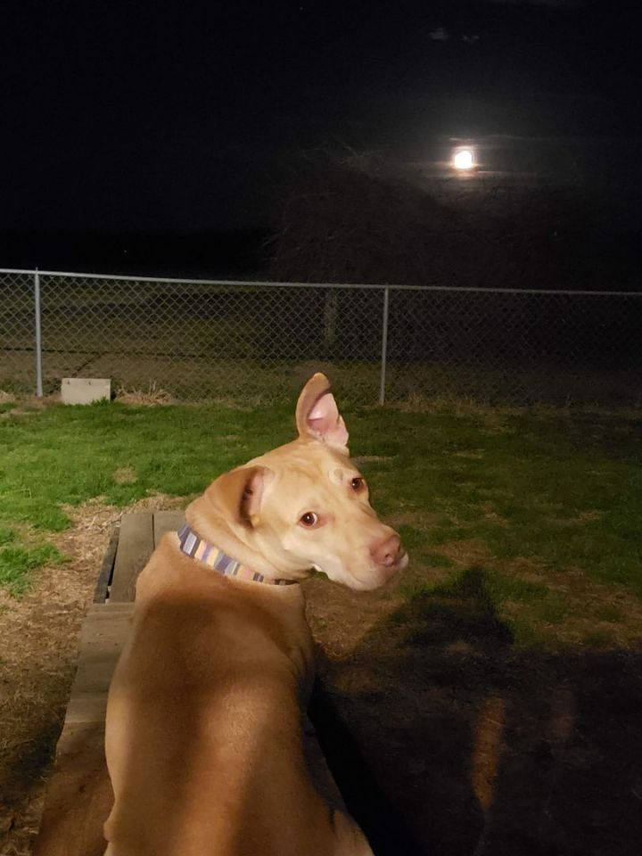 Diamond, an adopted Terrier & Retriever Mix in Centerville, GA_image-5