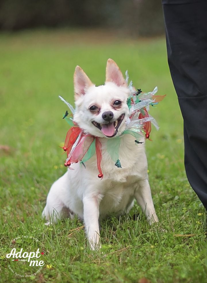 Beluga, an adopted Yorkshire Terrier & Chihuahua Mix in Kingwood, TX_image-2