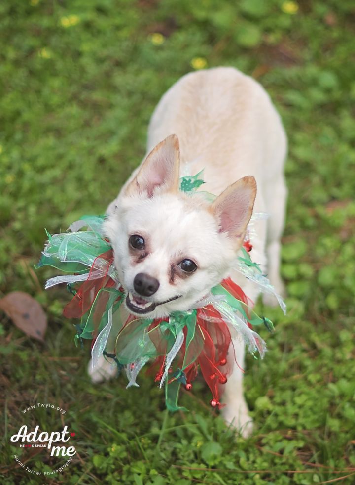 Beluga, an adopted Yorkshire Terrier & Chihuahua Mix in Kingwood, TX_image-3