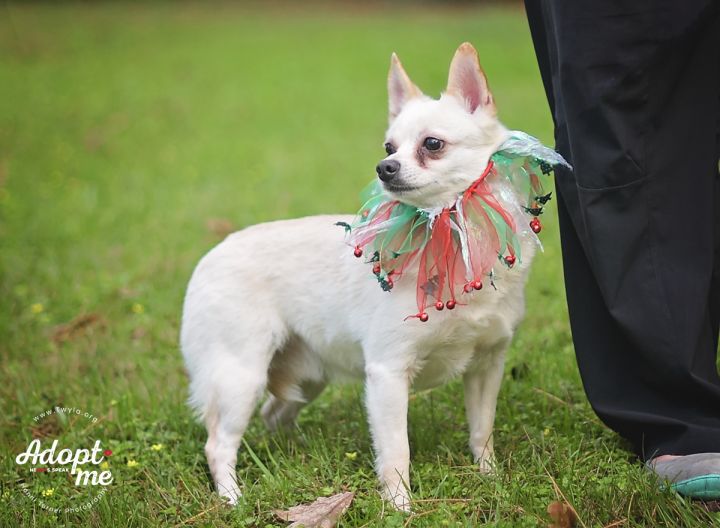 Beluga, an adopted Yorkshire Terrier & Chihuahua Mix in Kingwood, TX_image-4