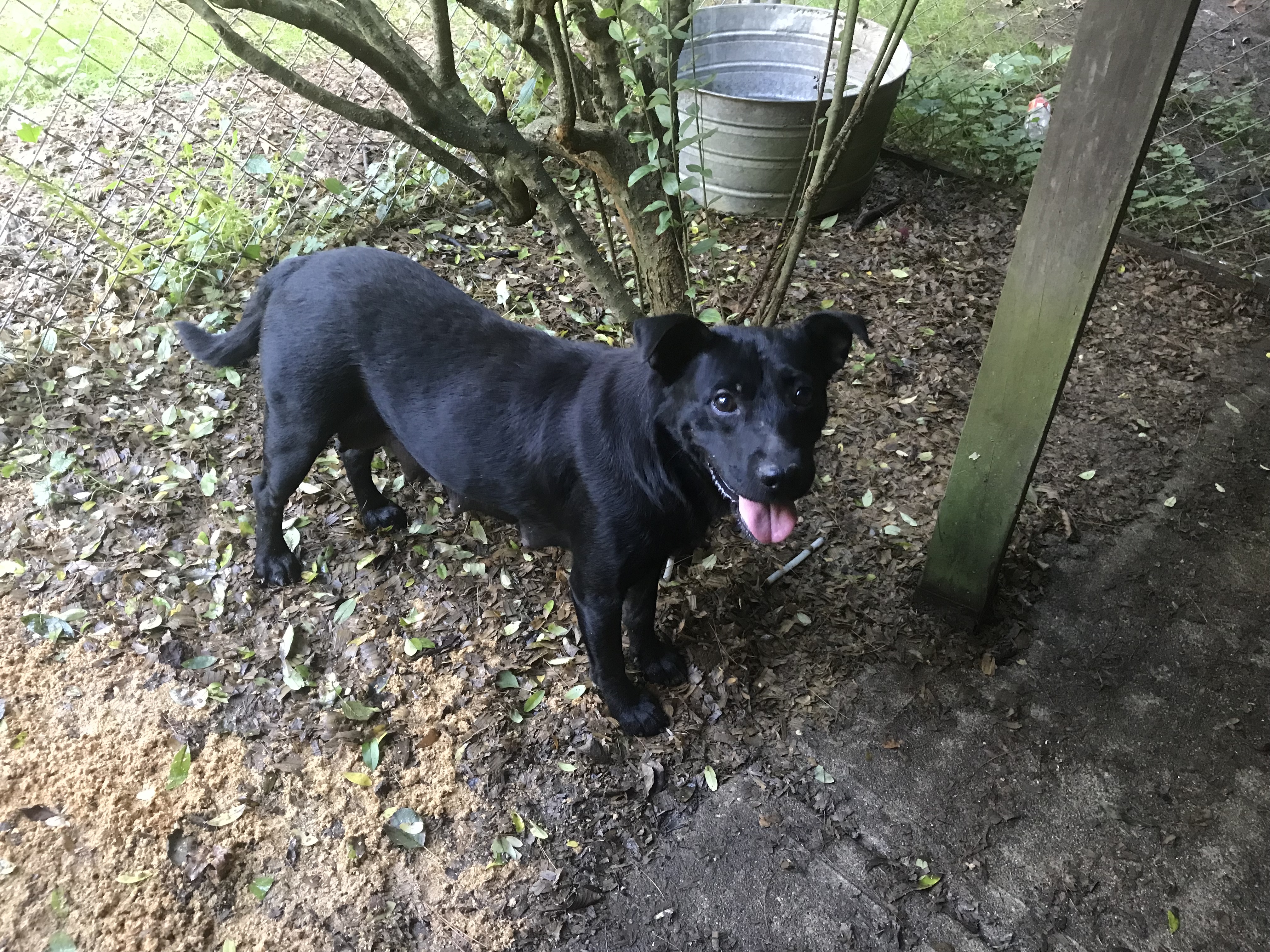 Mona Lisa, an adoptable Labrador Retriever in Lewis Center, OH, 43035 | Photo Image 3