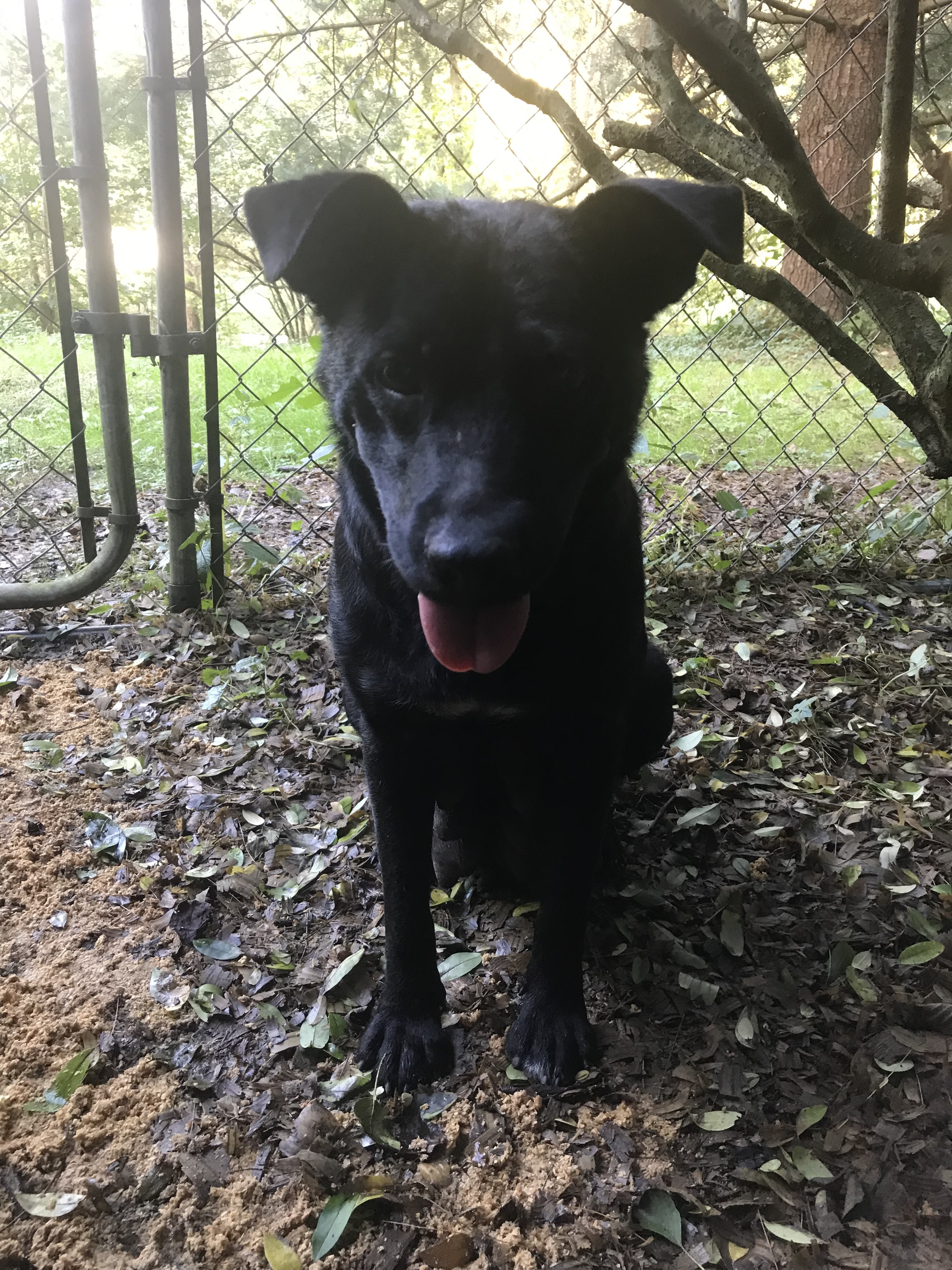 Mona Lisa, an adoptable Labrador Retriever in Lewis Center, OH, 43035 | Photo Image 4