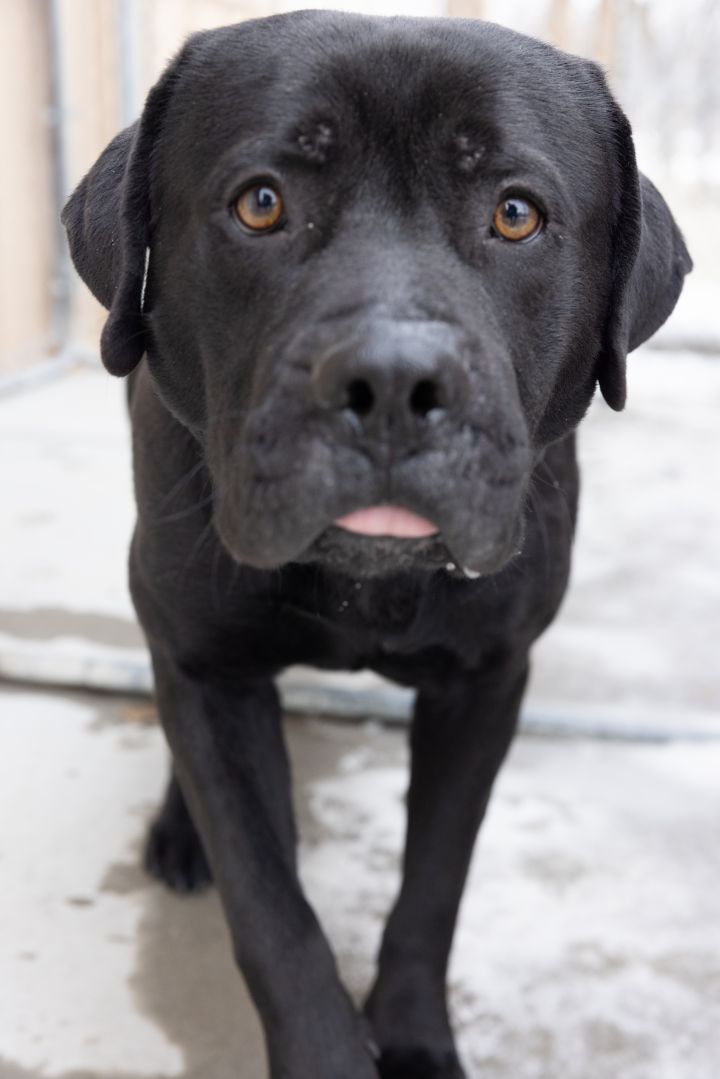 KyKy, an adopted Labrador Retriever & American Staffordshire Terrier Mix in Naperville, IL_image-1