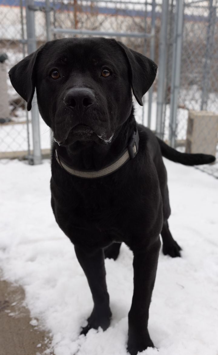 KyKy, an adopted Labrador Retriever & American Staffordshire Terrier Mix in Naperville, IL_image-5