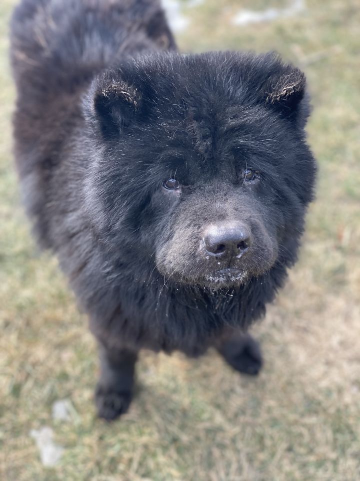 Hoshi, an adopted Chow Chow in Naperville, IL_image-1