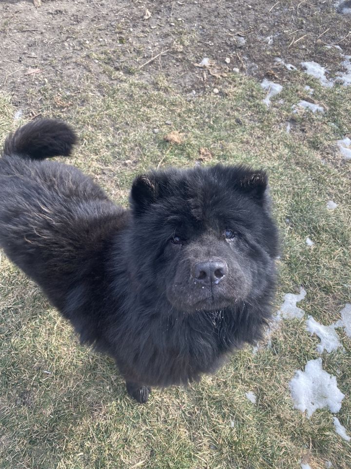 Hoshi, an adopted Chow Chow in Naperville, IL_image-4