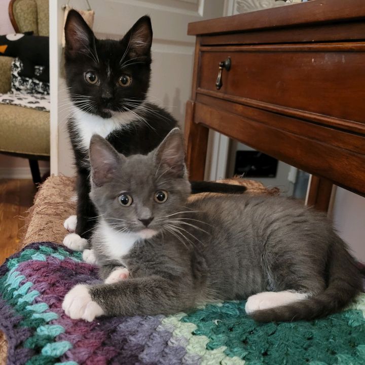 Bumble & Rumble, an adopted Domestic Short Hair in Burbank, CA_image-3