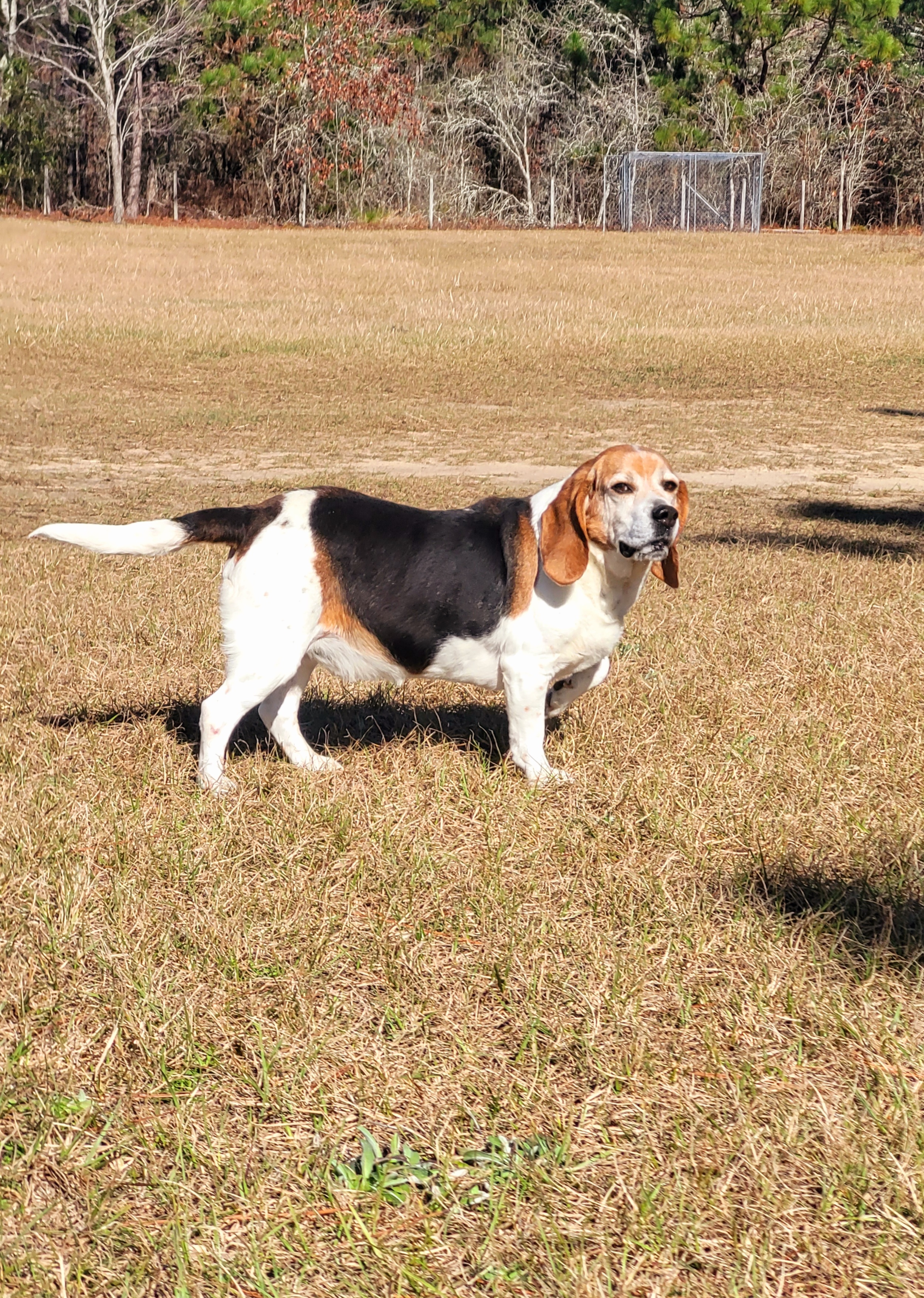 Beagle and 2024 hound mix