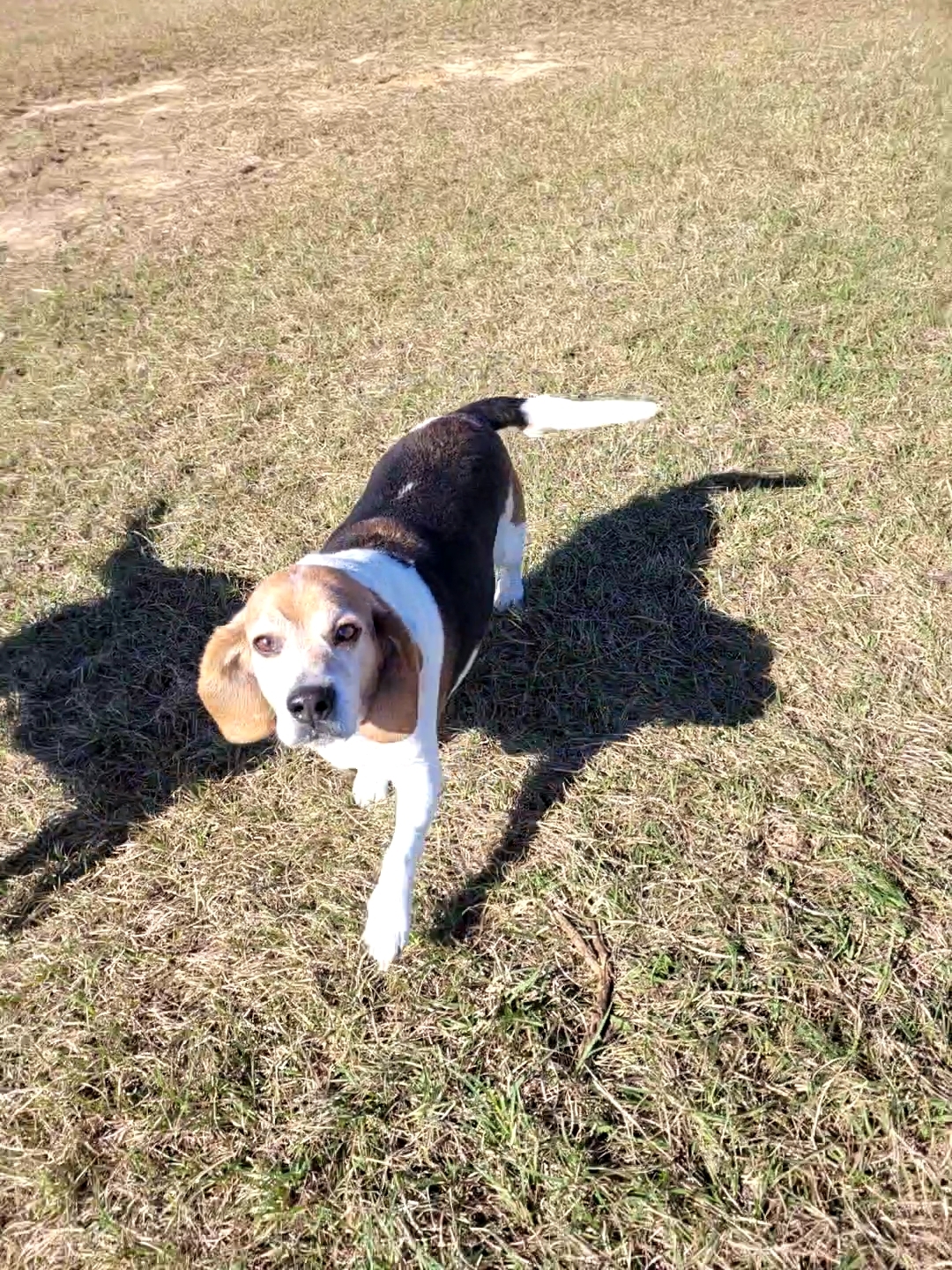 Little senior beagle/basset