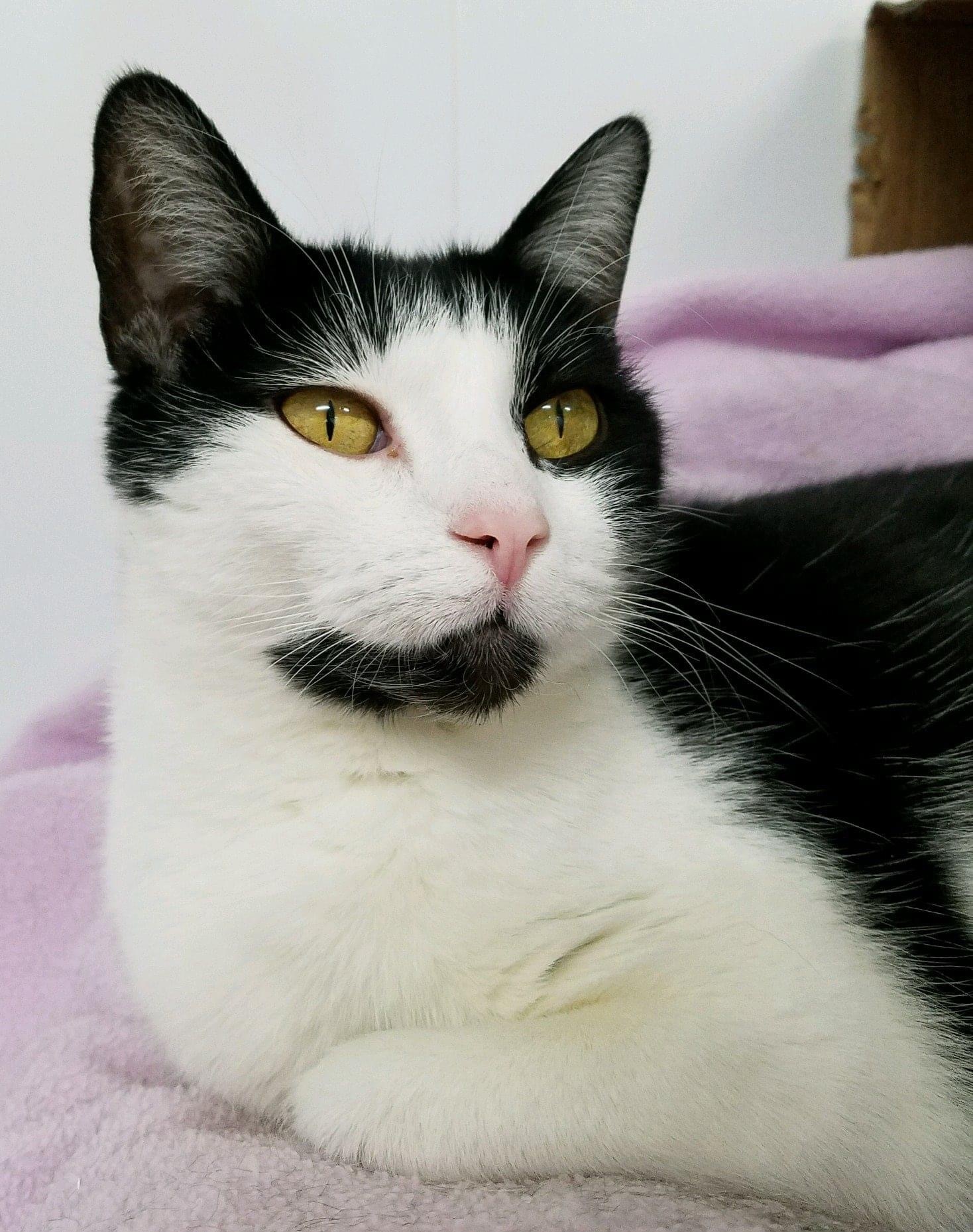 cat-for-adoption-chloe-adoption-fee-sponsored-a-domestic-short