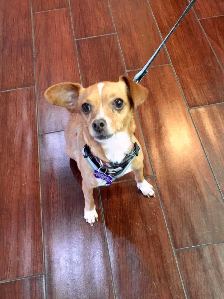 Eddie, an adoptable Miniature Pinscher & Chihuahua Mix in Houston, TX_image-2
