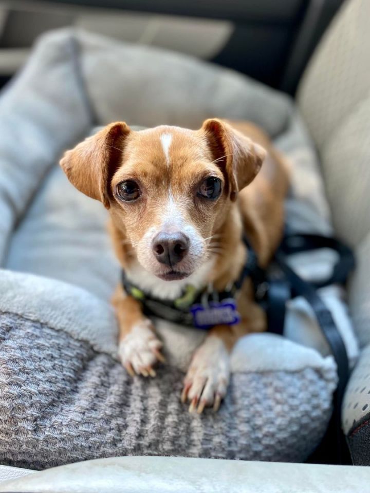 Eddie, an adoptable Miniature Pinscher & Chihuahua Mix in Houston, TX_image-1