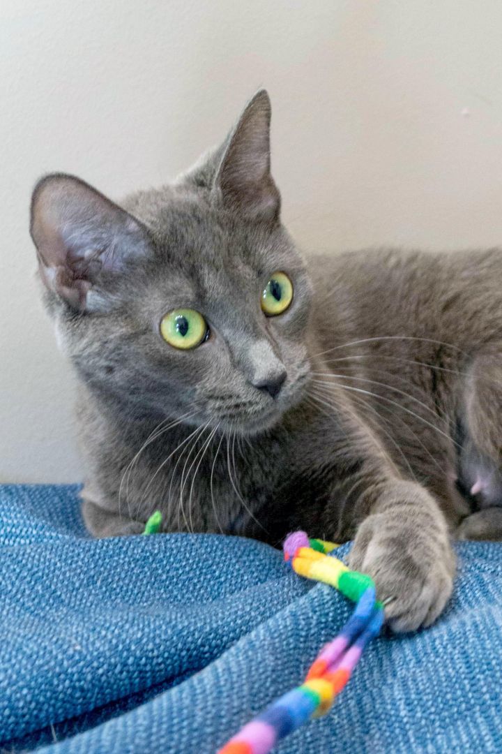 Tinky, an adopted Extra-Toes Cat / Hemingway Polydactyl & Domestic Short Hair Mix in Chicago, IL_image-5