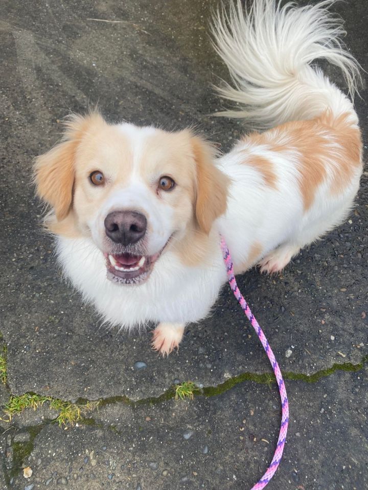 Dog for adoption - Louie, a Spaniel Mix in Tacoma, WA | Petfinder