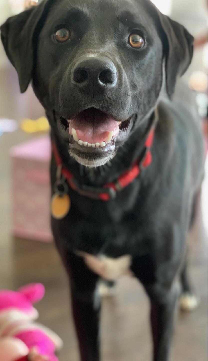 Jimbo, an adoptable Black Labrador Retriever in Hohenwald, TN, 38462 | Photo Image 1