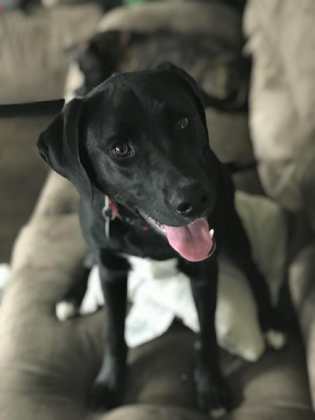 Jimbo, an adoptable Black Labrador Retriever in Hohenwald, TN, 38462 | Photo Image 2