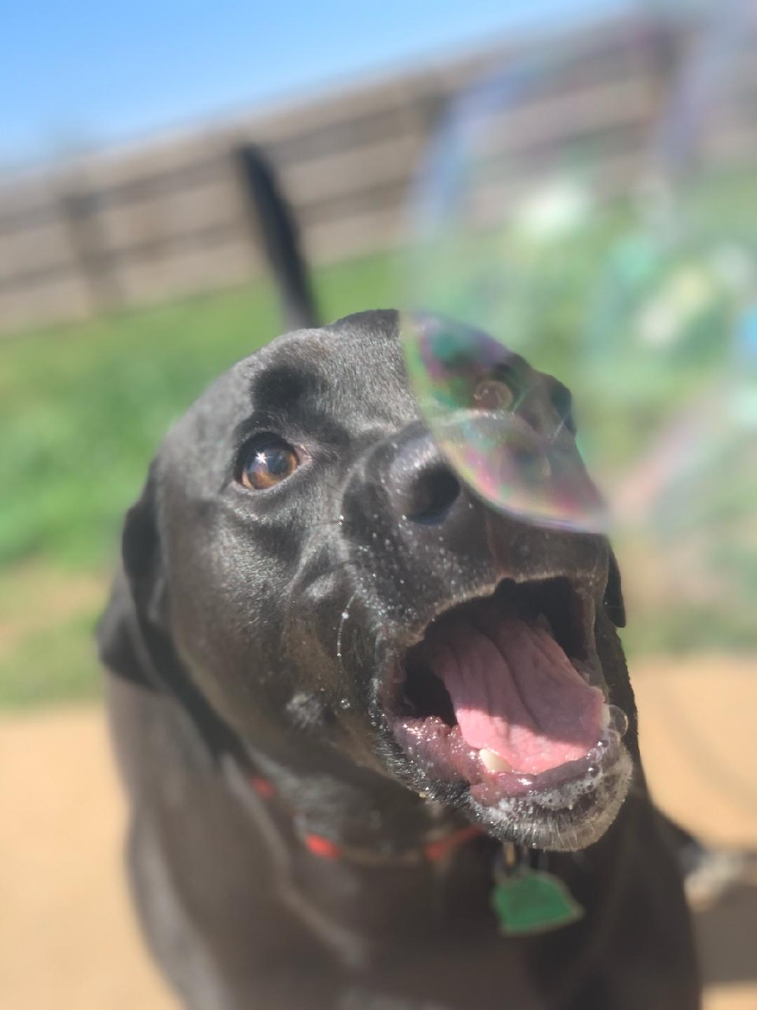 Jimbo, an adoptable Black Labrador Retriever in Hohenwald, TN, 38462 | Photo Image 3