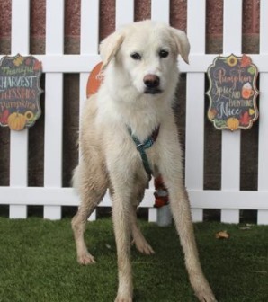 Short haired great store pyrenees