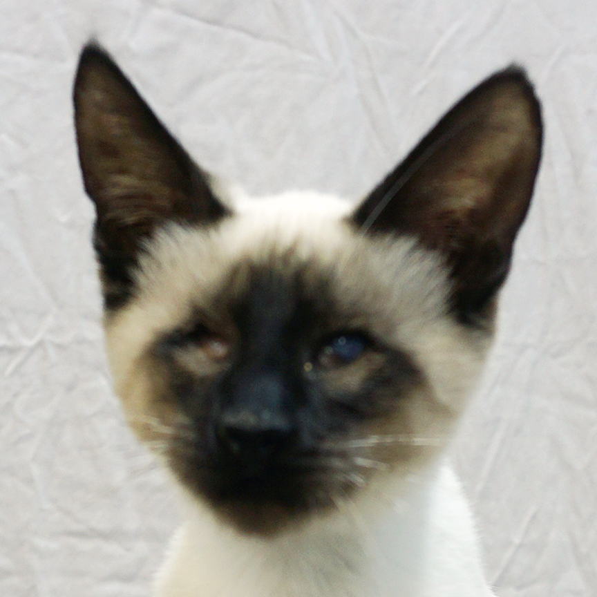 Cat for adoption Blind Bebe.....d, a Siamese Mix in Pacific Palisades